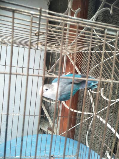 Blue Opaline Male lovebird - healthy and active