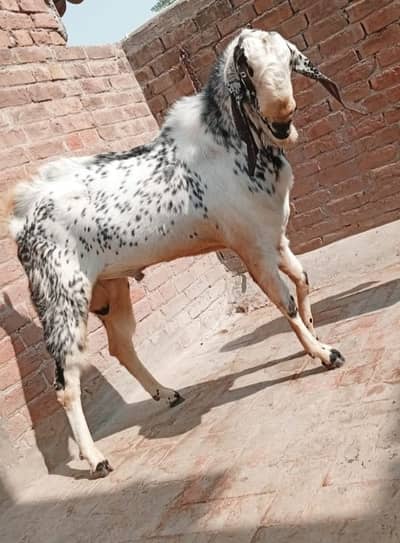 Makhi cheena breeder