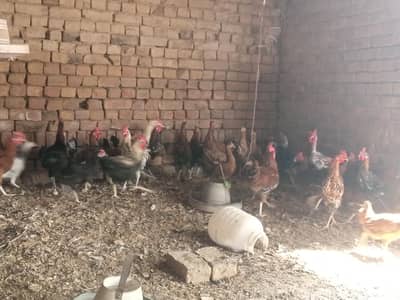 Murga for sale