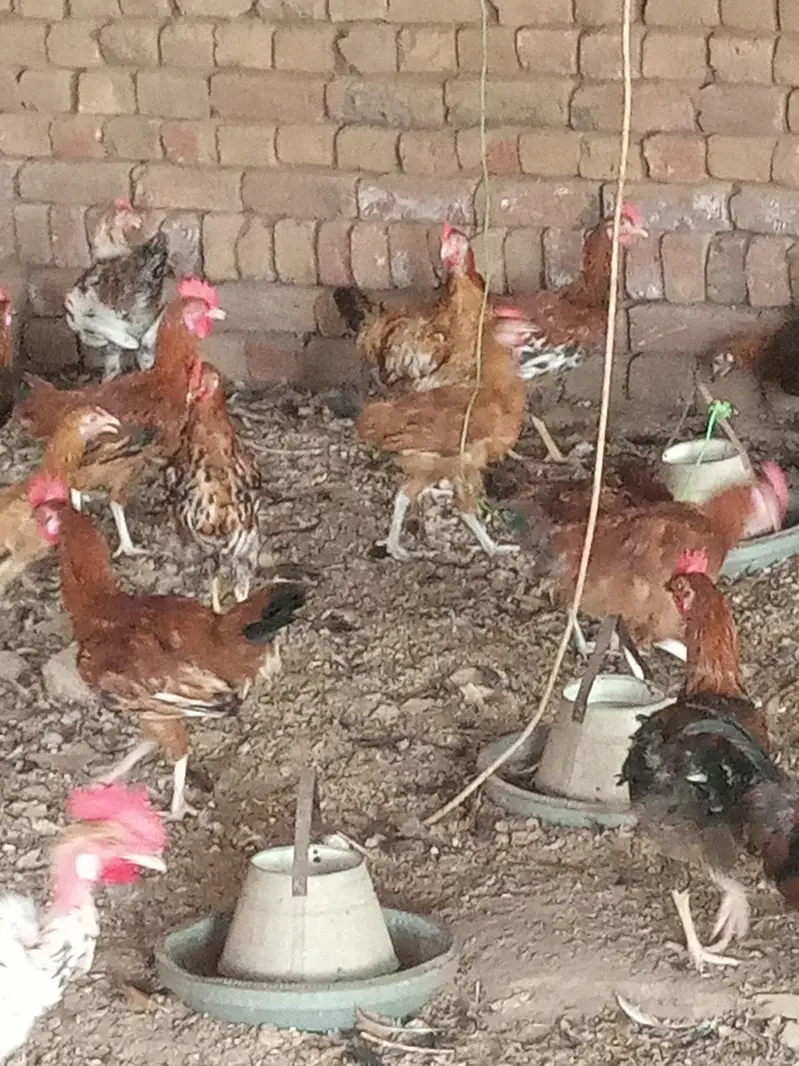 Murga for sale — photo 3