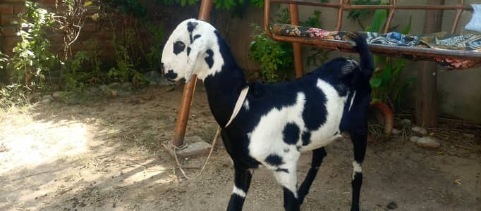 3 pure beetal desi path urgent for sale