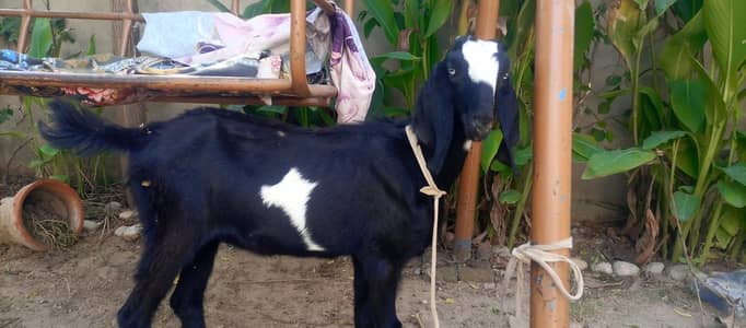 3 pure beetal desi path urgent for sale