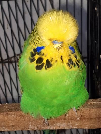 MAASHAALLAH  EXIBITION BREEDER PAIR LOOKING FOR NEW HOM