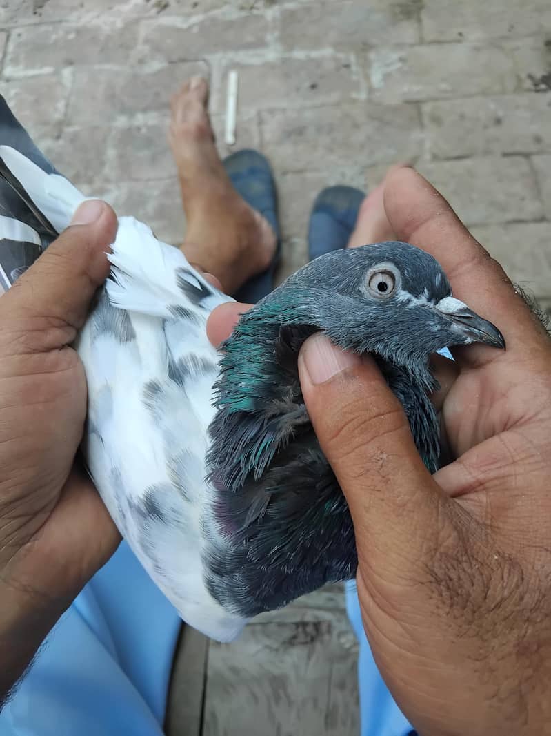 kabootar 2