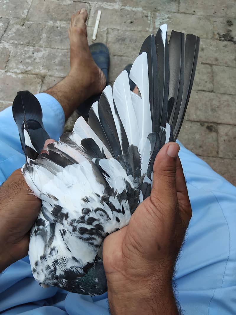 kabootar 3