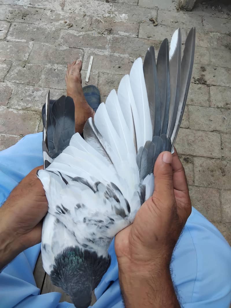 kabootar 6