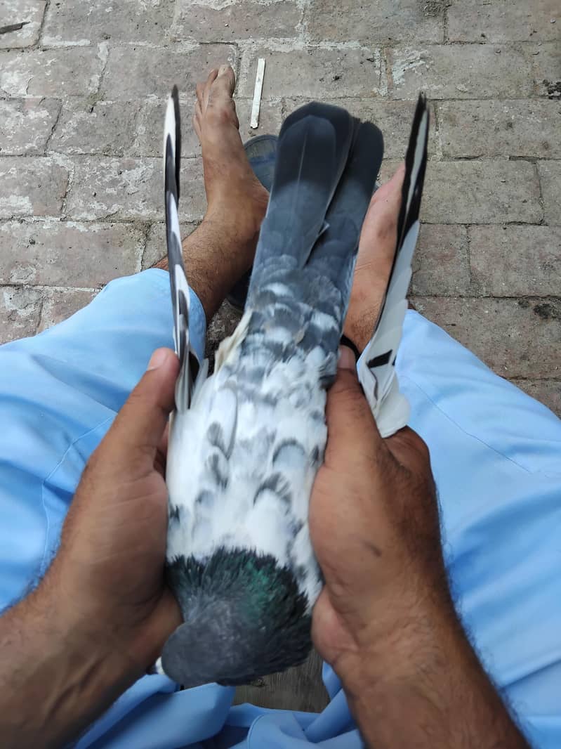 kabootar 7
