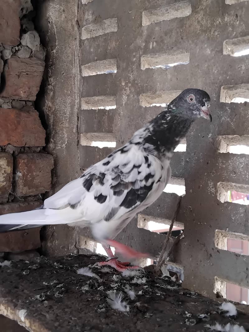 kabootar 8