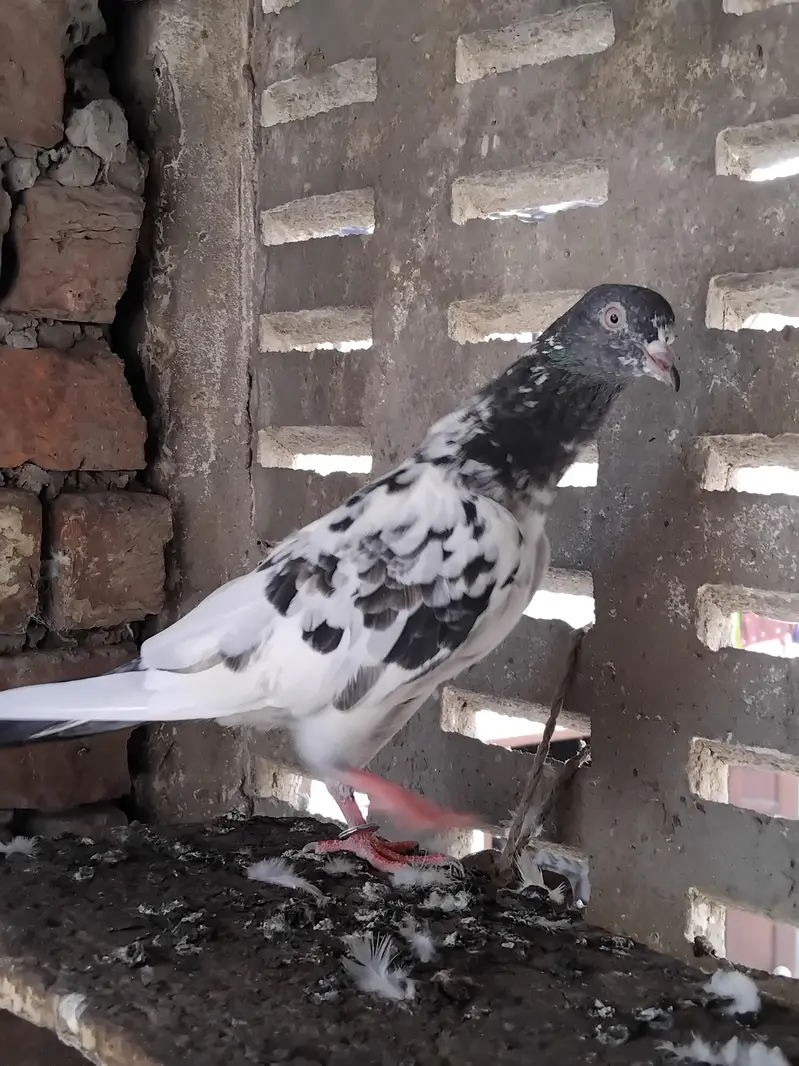 kabootar — photo 9