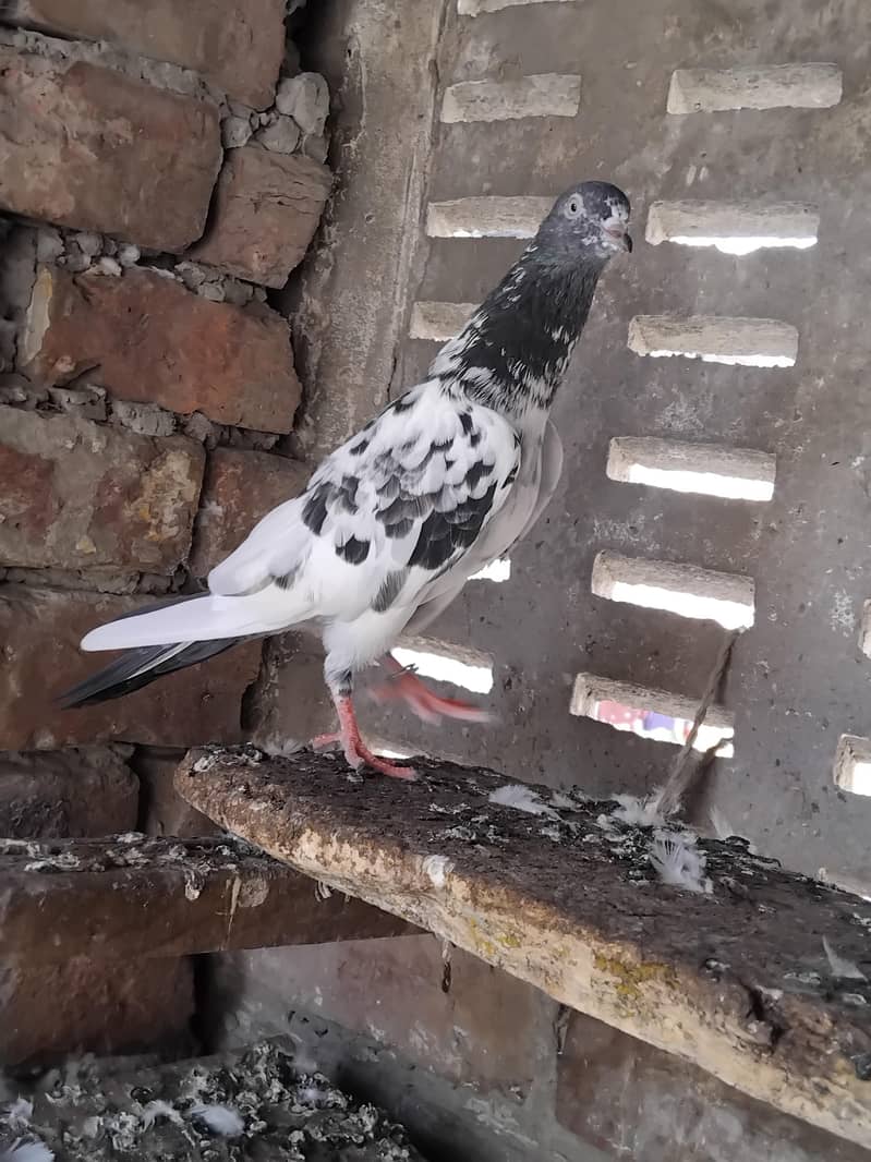 kabootar 9