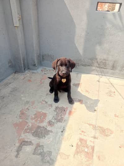black labrador baby 3 month age vaccinated