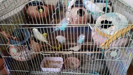 parrots Australian for sale