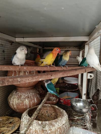 Love birrds for sale