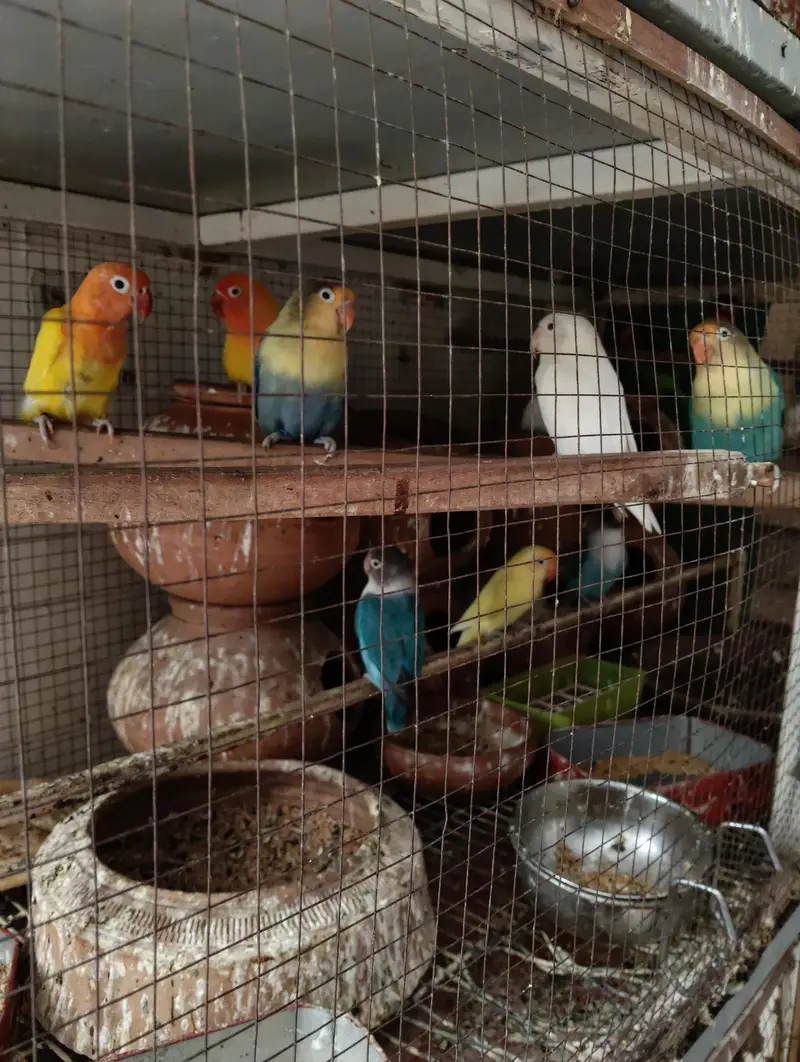 Love birrds for sale — photo 2