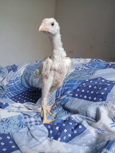white Aseel shamoo / shamoo+thai cross aseel
