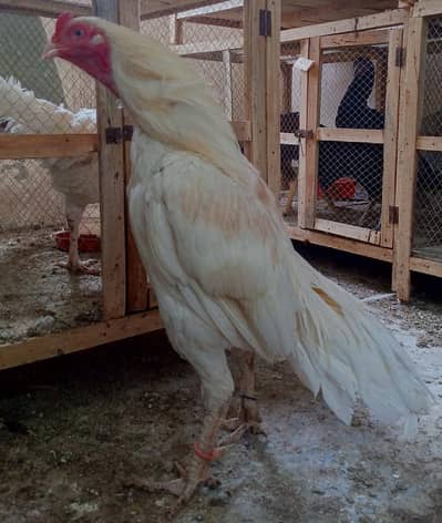 Boska male - white nok nali | khubsurat color | Behtreen Murgh