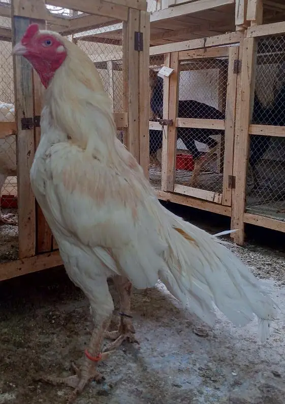 Boska male - white nok nali | khubsurat color | Behtreen Murgh — photo 2