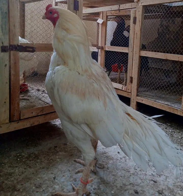 Boska male - white nok nali | khubsurat color | Behtreen Murgh — photo 3