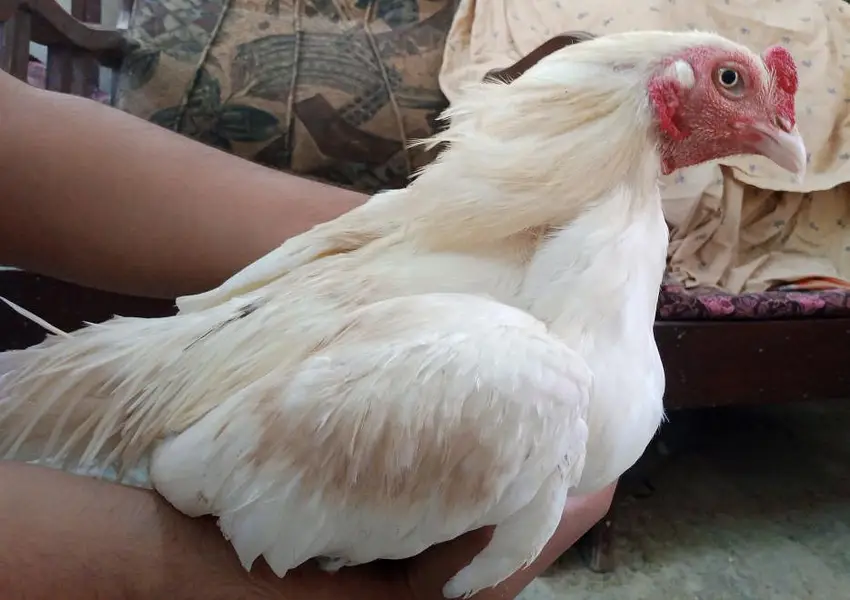 Boska male - white nok nali | khubsurat color | Behtreen Murgh — photo 4