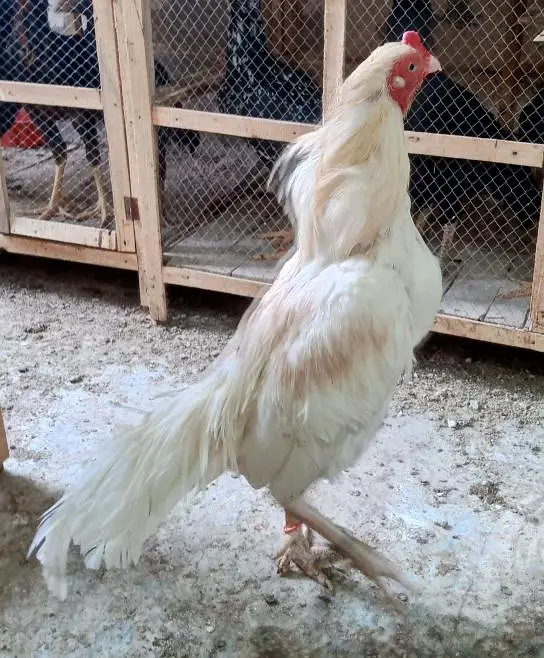 Boska male - white nok nali | khubsurat color | Behtreen Murgh — photo 5