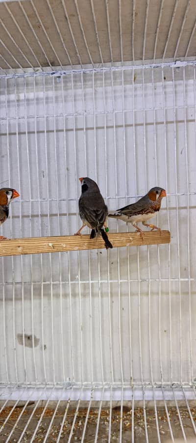 finches mutations