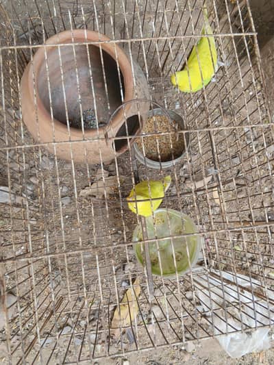 Australian parrots
