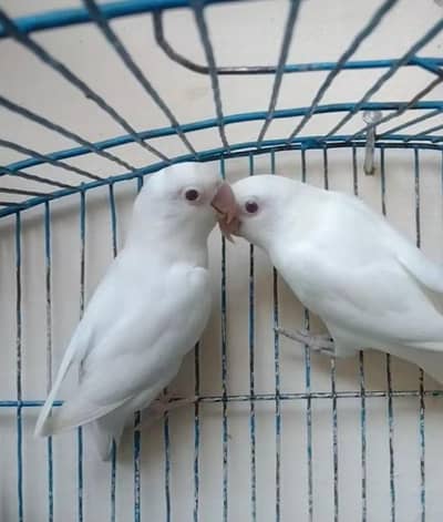 white albino red eyes breeder pair & Austaliyan Breeder pair for sale