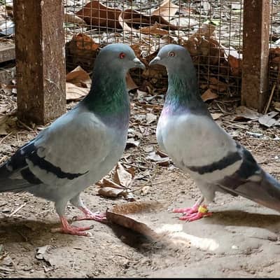 Pigeons for sale Contact number=03245974166