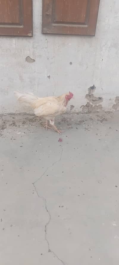 murga murgi