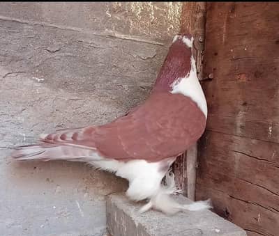 zherazi female
