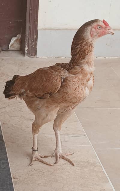 Aseel Jhageri Pure Maadi