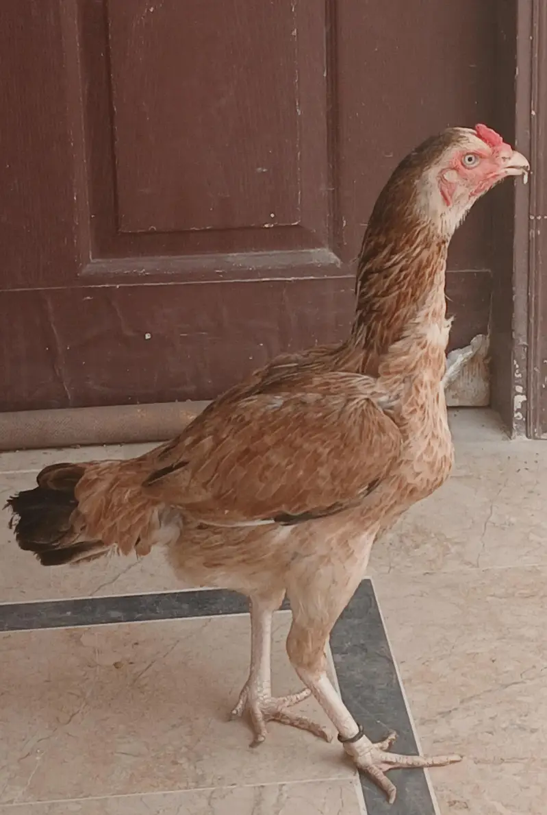 Aseel Jhageri Pure Maadi — photo 2