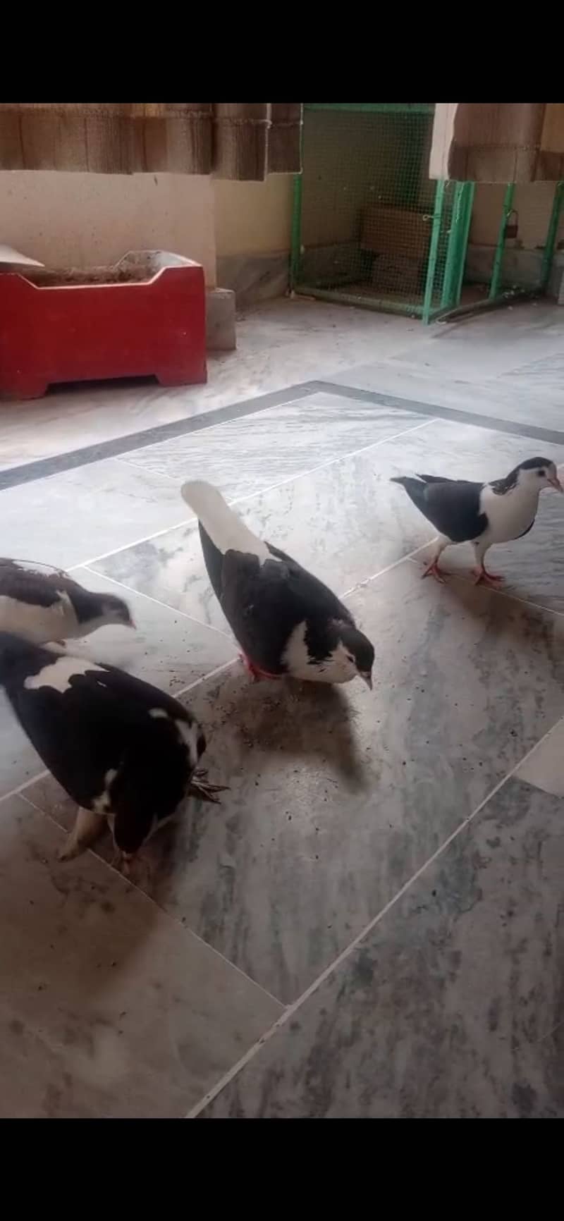 2 pair pigeons 0