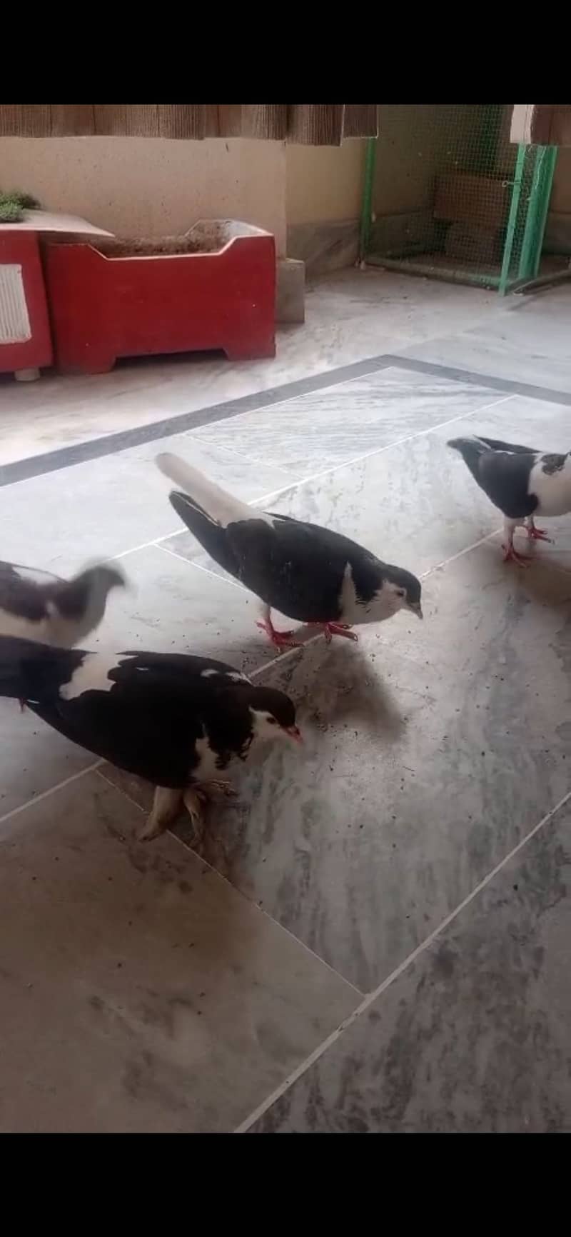 2 pair pigeons 1