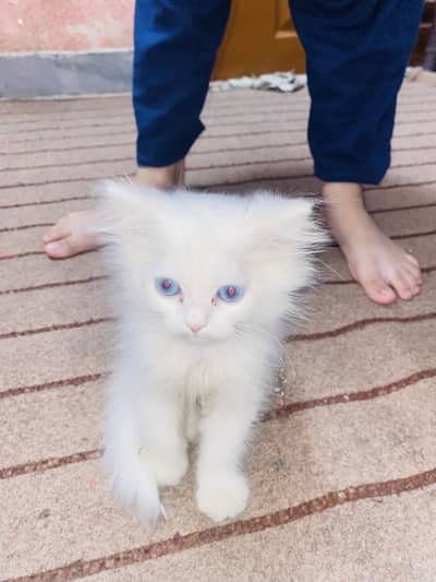 Small persian cat urgent sale