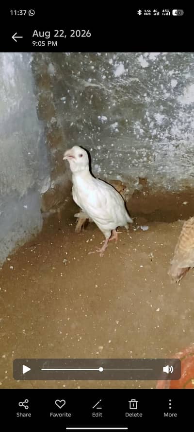 White Irani teetar