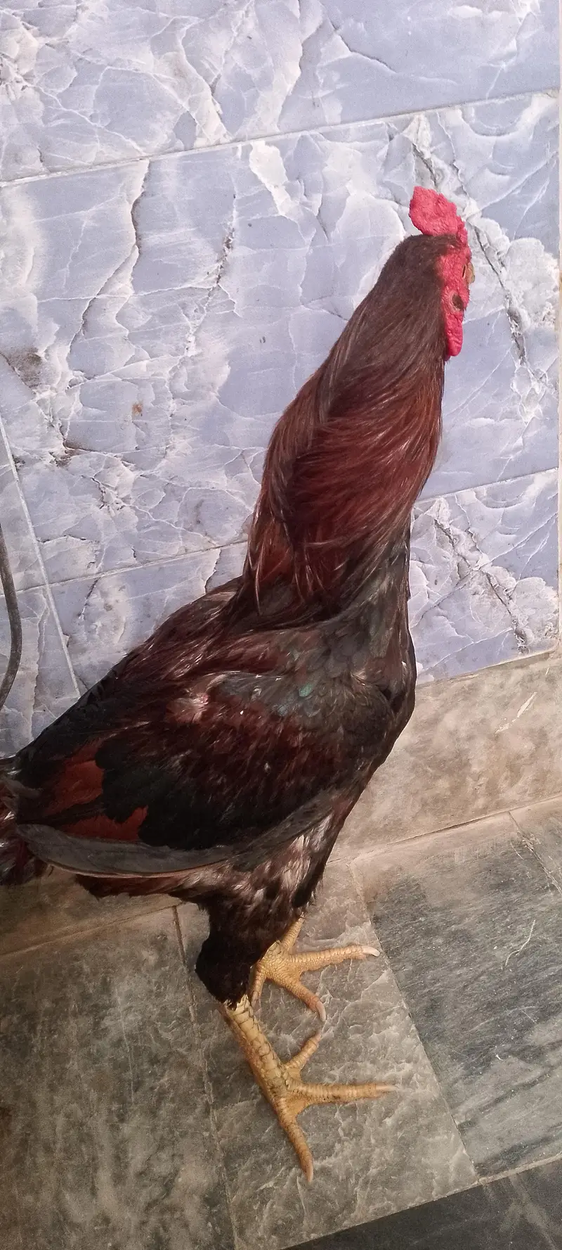 for sale — photo 2