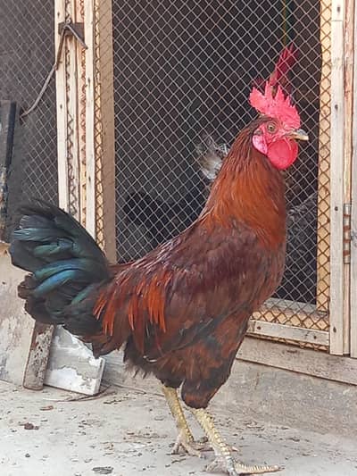 golden misri 1500 rupees