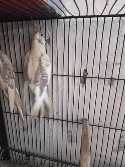 coctail v paid pair for sall femal alki c Molt par nail