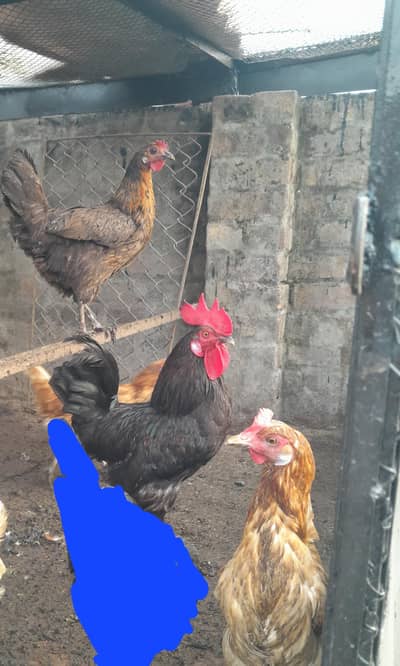 desi murgi for sell
