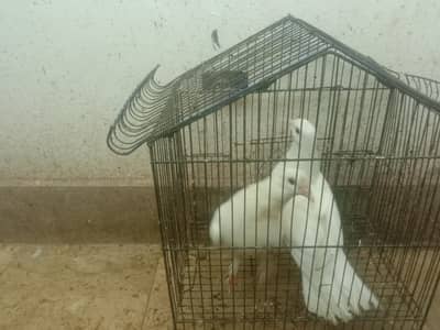 Pigeons For Sale