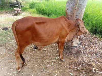 Wacha or cow ha