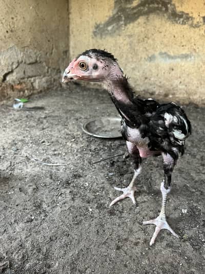 pure Aseel beautiful chicks
