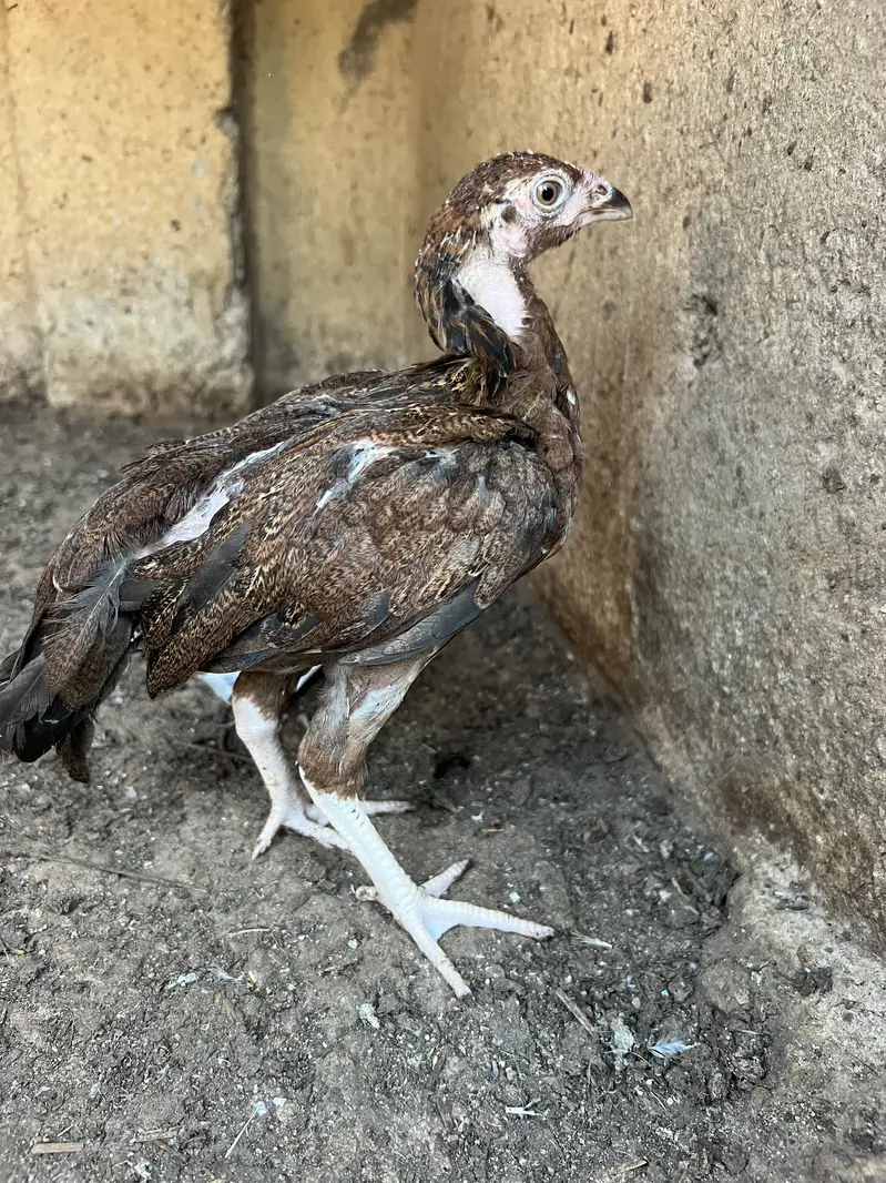 pure Aseel beautiful chicks — photo 2
