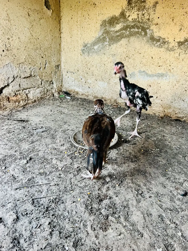 pure Aseel beautiful chicks — photo 3