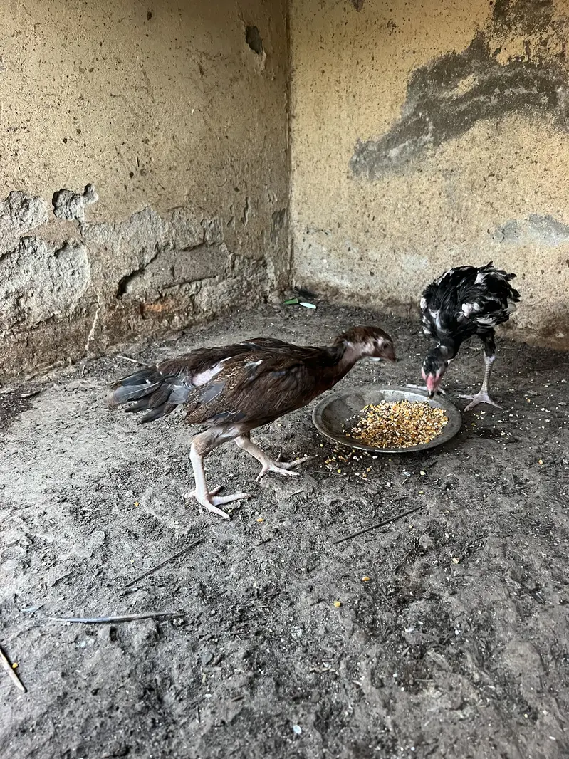 pure Aseel beautiful chicks — photo 4