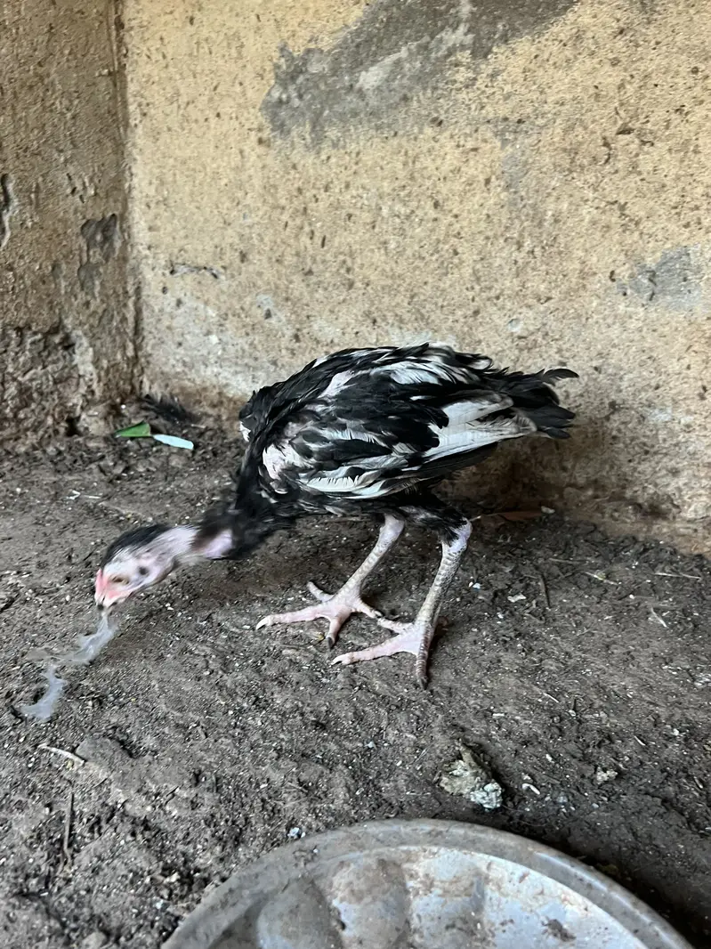 pure Aseel beautiful chicks — photo 5