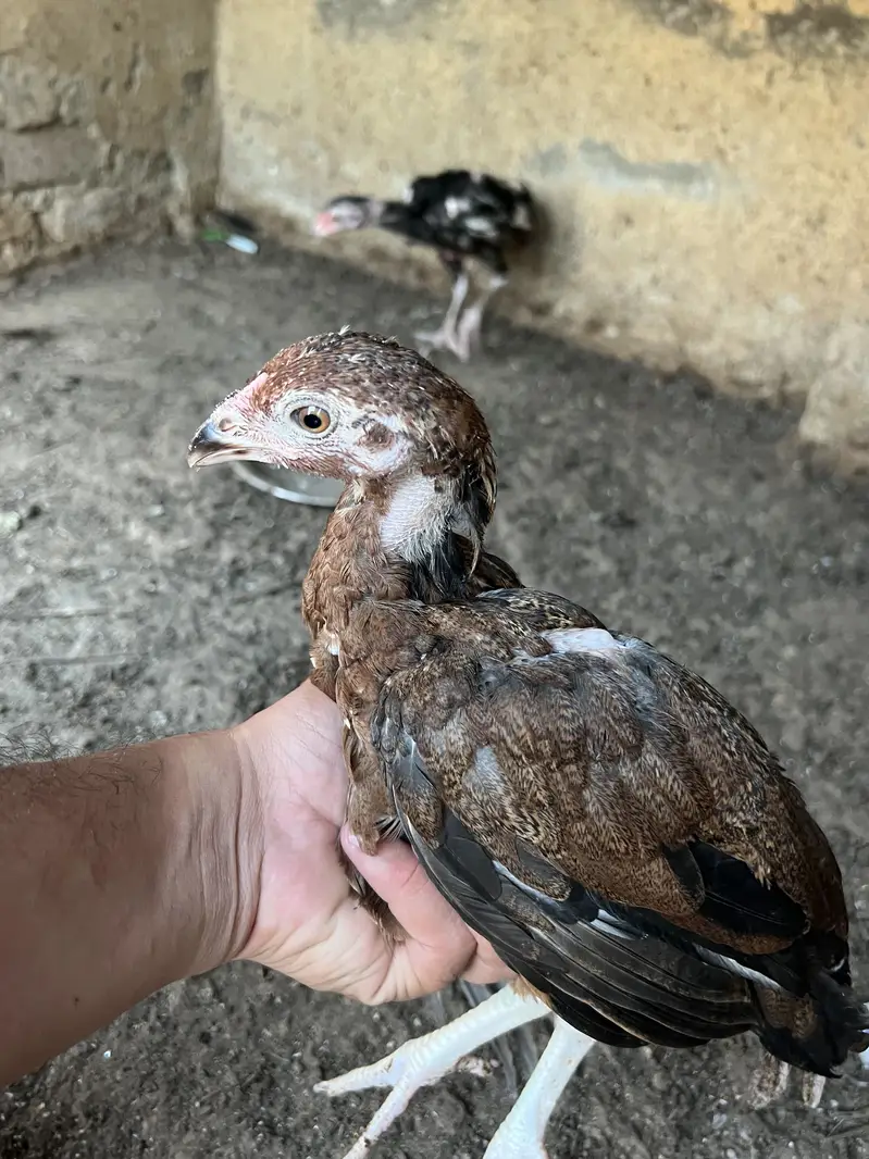 pure Aseel beautiful chicks — photo 6