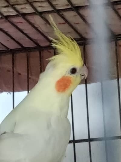 cocktail parrot for sale
