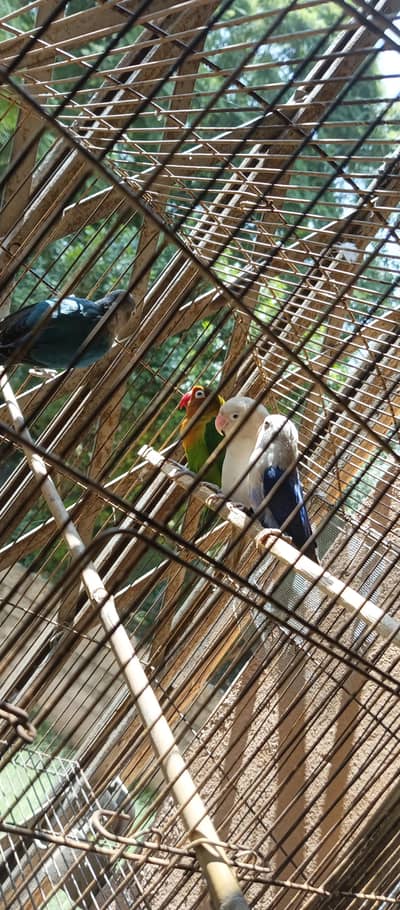 love birds